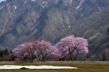 Japonya 'daki dağ tepesinde güzel kiraz çiçekleri.