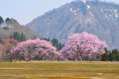 Çiçek açan ağaçlar ve ormanlarla dağların güzel manzarası.               