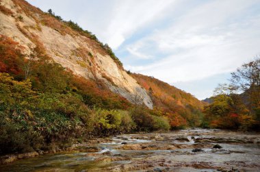 Ağaçlar, orman ve dağ nehri olan güzel sonbahar manzarası       