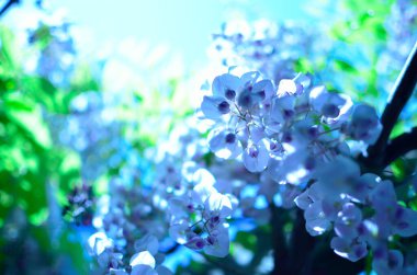 Baharda açan beyaz çiçekler.