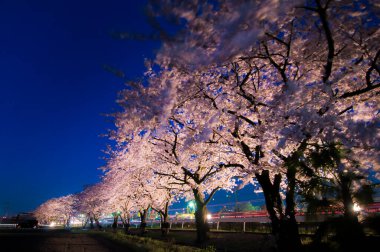 Şehirde çiçek açan kiraz ağaçlarının güzel gece manzarası     