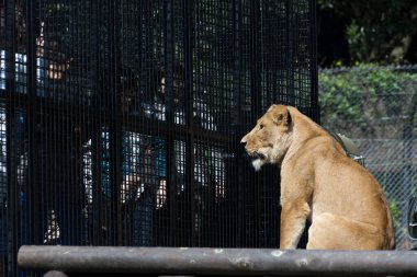 Aslan hayvanat bahçesi ziyaretçilerinin yanında oturuyor