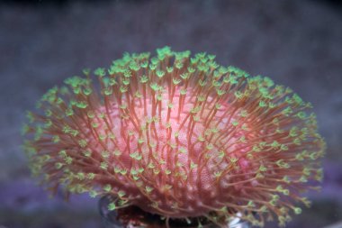 Akvaryumdaki güzel deniz yaşamının yakın plan görüntüsü.         