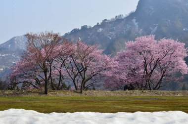 Japonya 'daki dağ tepesinde güzel kiraz çiçekleri.