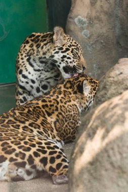 Hayvanat bahçesindeki büyük leoparların güzel manzarası             