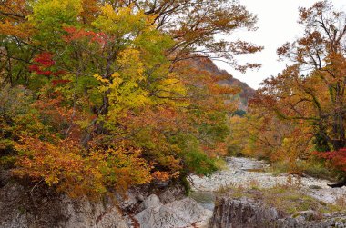 Ağaçlar, orman ve dağ nehri olan güzel sonbahar manzarası       