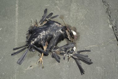 Kuşlar ölü bedenler yolda kan.  