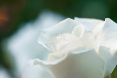 Yeşil arkaplanda çiğ damlaları olan beyaz gül