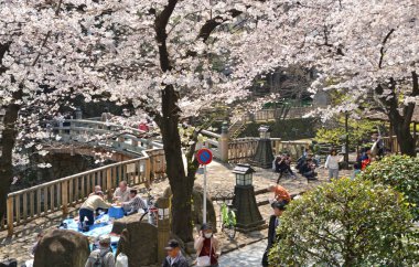 Japon şehrinde kiraz çiçekleri