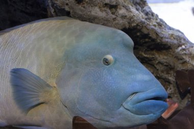 Akvaryumdaki güzel deniz yaşamının yakın plan görüntüsü.         