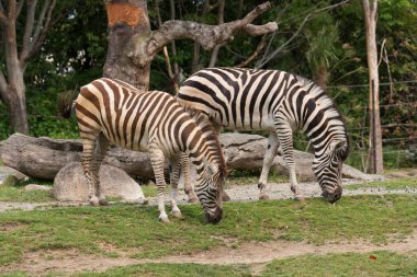 Hayvanat bahçesindeki güzel zebra manzarası 