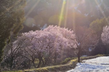 Karla kaplı ağaçlarla kaplı güzel kış manzarası