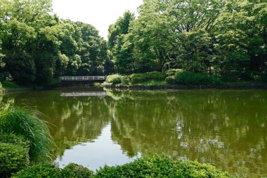 Yeşil bitki örtüsü ve sakin gölü olan güzel bir park. Japon bahçesi.        