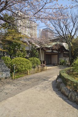 Japon şehrinde kiraz çiçekleri