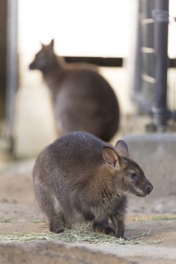 Metal çitin yanında duran iki kahverengi valabi.
