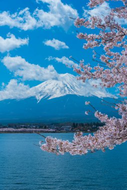 Japonya 'daki görkemli Fuji Dağı ve kiraz çiçeklerinin güzel manzarası
