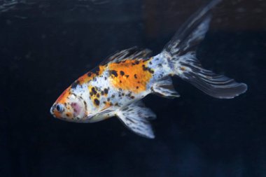 Suda yüzen güzel egzotik balıkların sualtı manzarası                         