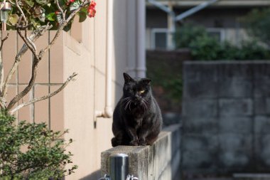 Caddedeki sevimli kedi, gündüz manzaralı. 