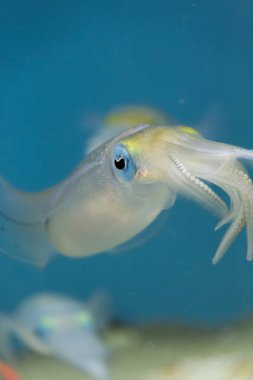 Akvaryumdaki mürekkep balığının görüntüsünü kapat.