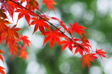 Japon akçaağacının kırmızı yaprakları parkta