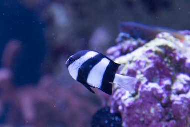 Akvaryumda yüzen şirin tropikal balıkların yakın çekim görüntüsü.               