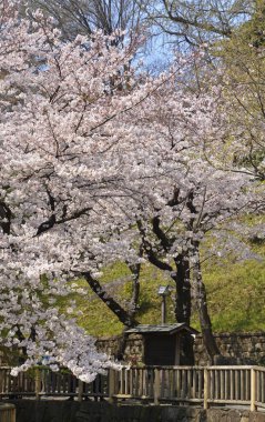 Japon şehrinde kiraz çiçekleri