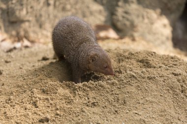 Kumda kazı yapan cüce firavun faresinin portresini kapat.