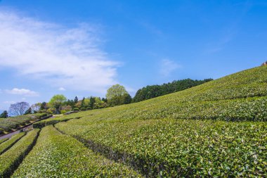 Yazın çay tarlası olan güzel kırsal alan.