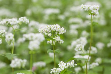 Yeşil yaz çayırlarında renkli çiçekler, gündüz görüşü. 