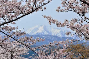 Japonya 'da kiraz çiçeği