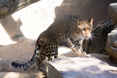 Hayvanat bahçesindeki güzel leopar manzarası             
