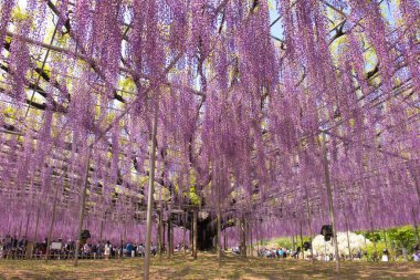 Parkın güzel manzarası