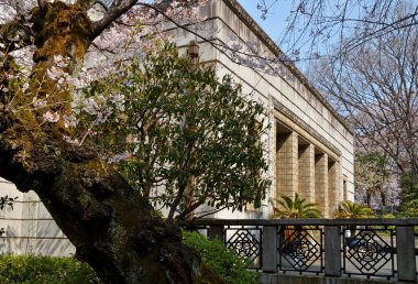 Japon şehrinde kiraz çiçekleri