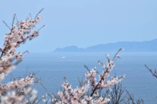 beautiful cherry blossoms near lake in Japan