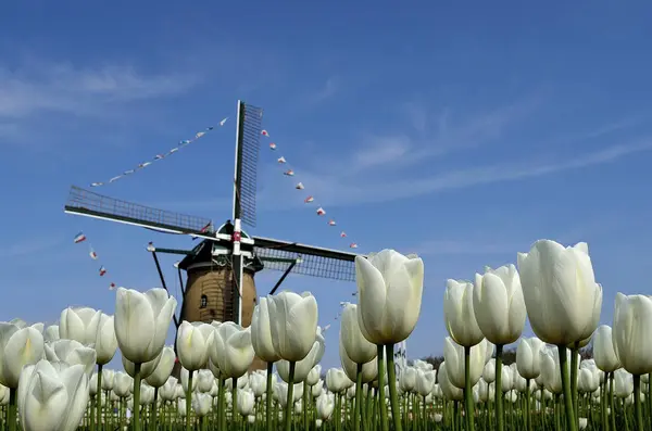 Hollanda Yel Değirmeni Laleler Avrupa — Stok fotoğraf