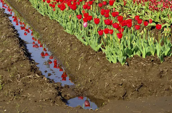 Fleurs Tulipes Poussant Dans Les Champs Agriculture — Photo