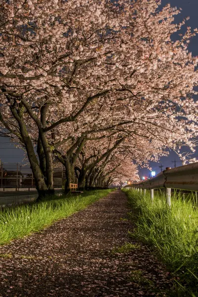 Beautiful Night View Blossoming Cherry Trees City — Stock Photo, Image