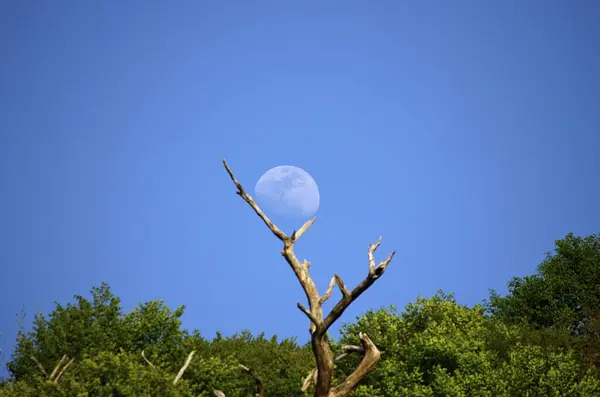 tree in the forest with moon