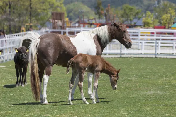 Koně Pasoucí Farmě Dne — Stock fotografie