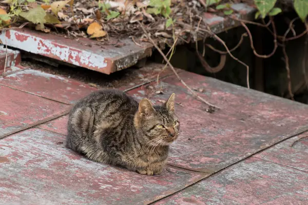 街上可爱的猫 白天看风景 — 图库照片