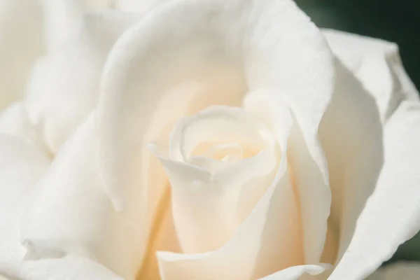 white rose with soft focus