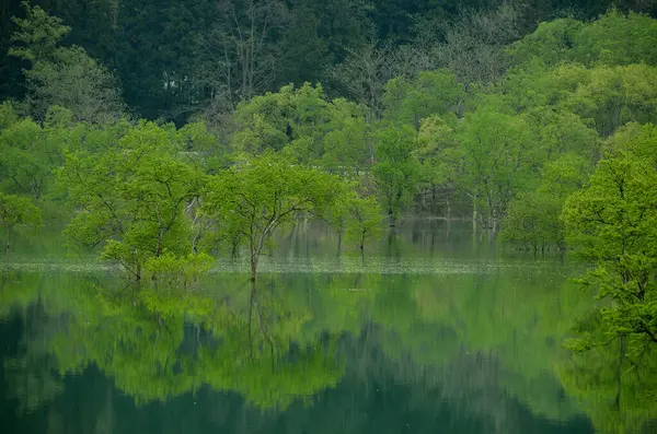 湖の夏の森の美しい景色 — ストック写真
