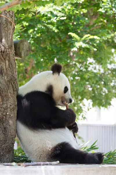 昼間の動物園でかわいいパンダ — ストック写真