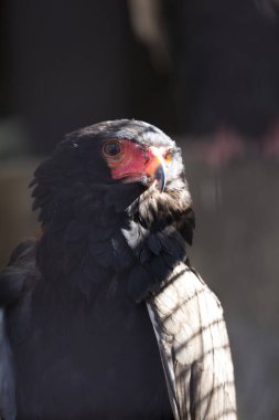 Hayvanat bahçesindeki siyah bir yırtıcı kuşun yakın çekimi.