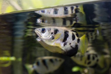 Akvaryumdaki deniz canlıları yakın plan görüntüde.