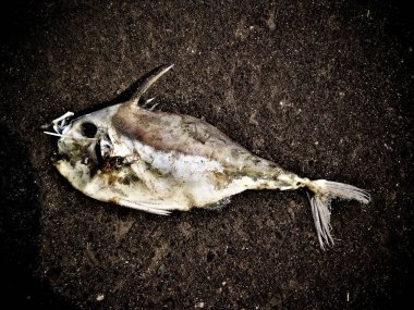 Plajdaki ölü bir deniz balığının detaylı görüntüsü.