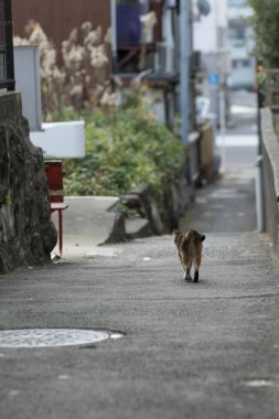Caddedeki sevimli kedi, gündüz manzaralı. 