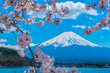 Japonya 'daki görkemli Fuji Dağı ve kiraz çiçeklerinin güzel manzarası