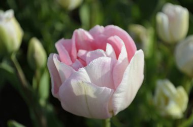 Çiçek açmış lale çiçeğine yaklaş.