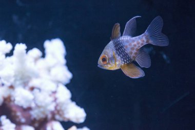 Suda yüzen güzel egzotik balıkların sualtı manzarası                         